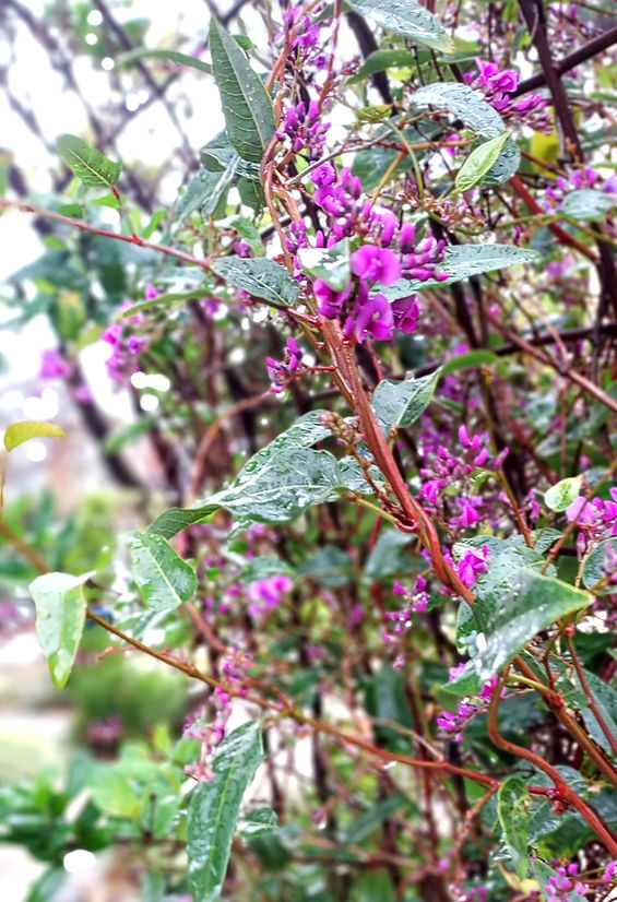 Hardenbergia vine_edited.jpg