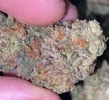 newbiscotti Thca4cheap.webp