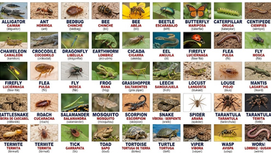 3. Reptiles, Insectos y Otros Animales Pequeños