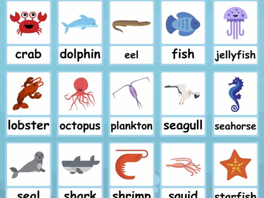 Sea Animals
