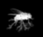 Carnaria