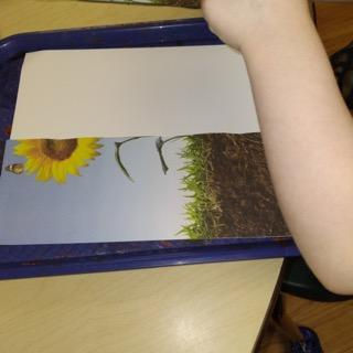 child with half of sunflower images laying over paper on tray