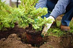planting.jpg