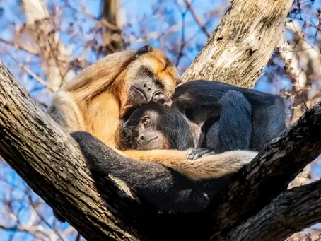 Among the branches, a pair of Black-and-Gold Howler Monkeys - Pantanal MT BR