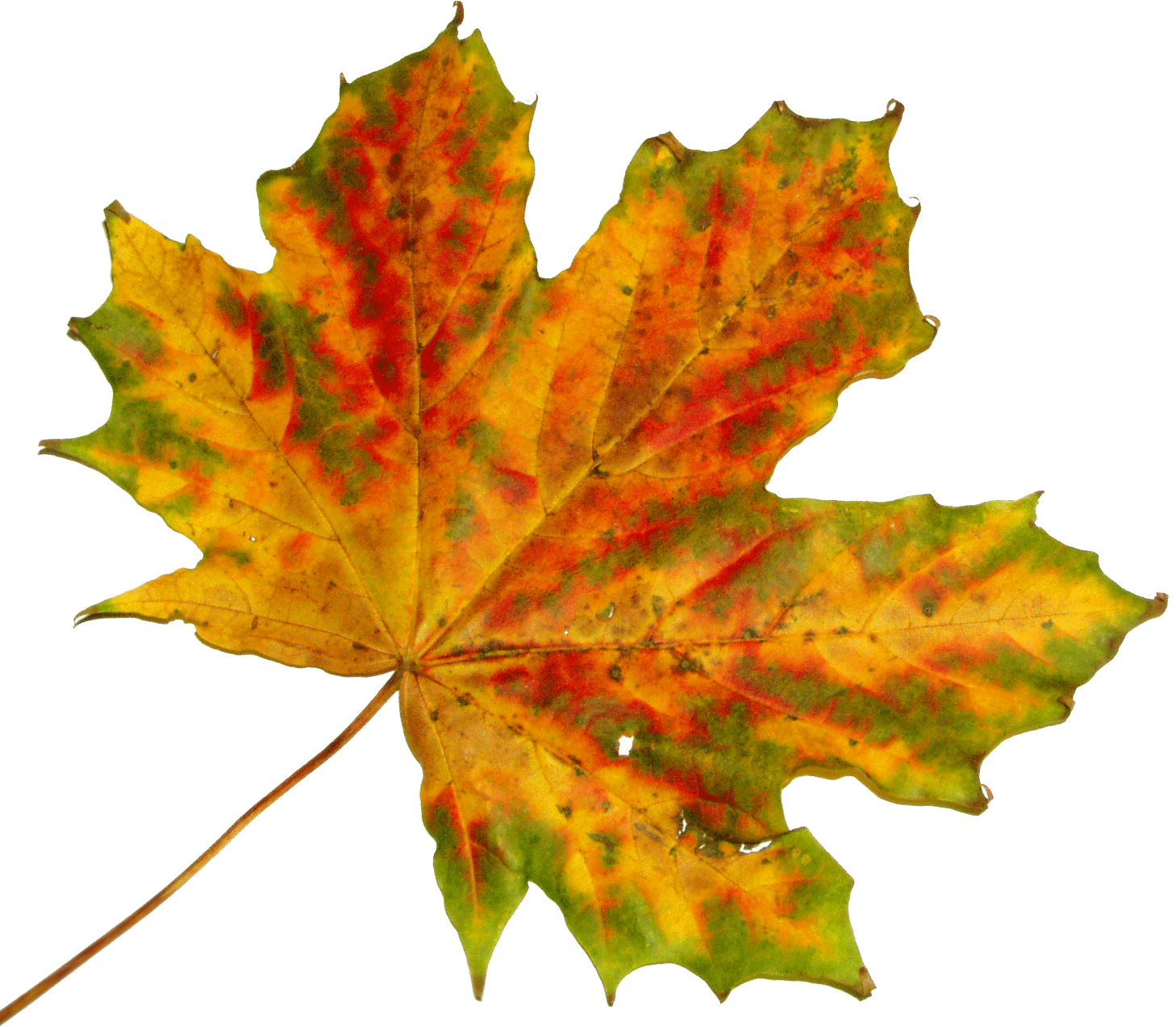 fall.gif