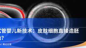 显微镜下的人类胚胎细胞图像,用于说明试管婴儿与生殖医学科技主题的科普配图。