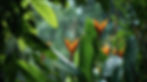 vibrant-tropical-flowers-lush-green-foliage.jpg