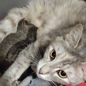 Cat_Gray and her babies_2019.jpg