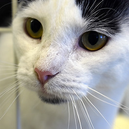 white and black cat up close_web.jpg