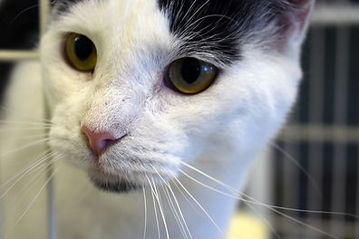 white and black cat up close_web.jpg