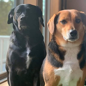 Cady Beagle Mix Rosie Black Dog_HT.jpg