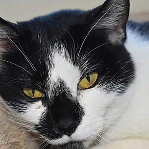 black and white cat lying in a cat bed_w