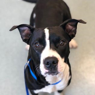 black and white dog blue leash_2019_web.