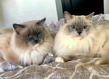 Ragdoll Eesti