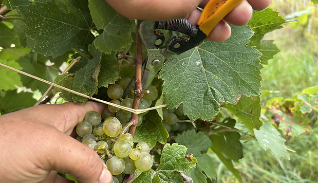 Traubenlese Dominikanerberg