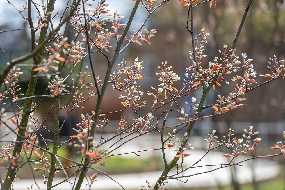 Amelanchier
