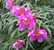 Paeonia veitchii tumma