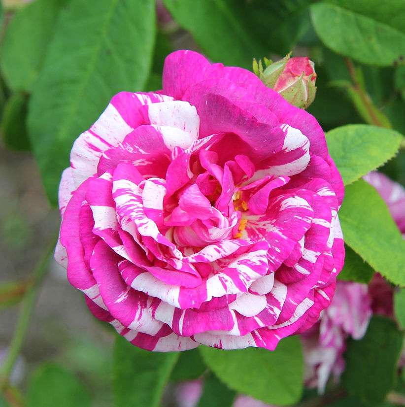 Rosa Gallica-r. 'Tricolore de Flandre' e