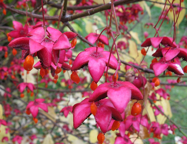 Euonymus_planipes_93125R_KANEPUISTO_20080927_IMG_0279 crped120keski.jpg