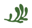 algue_0-removebg-preview.png