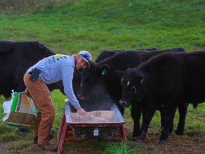 Grass-Fed, Grain-Finished Beef