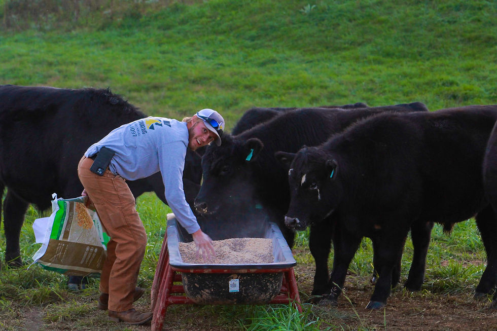 Grass-Fed, Grain-Finished Beef