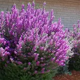 Texas Sage, often referred to as barometer bush, Texas sage dazzles with bright pink to lavender or white blooms after rainfalls from summer through fall. The silvery leaves of Texas sage shrub offer a visual respite in the height of summer heat. Its gray, green, or silver 1-inch leaves are fuzzy, and provide a delicate backdrop for the vibrant flowers. 