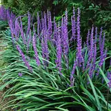 Blue Liriope ('Big Blue') typically grows about 12 to 18 inches tall (reaching up to 24 inches when its flower spikes emerge in late summer). It forms neat, dense, arching mounds of grass-like foliage.