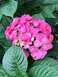 Top shrubs for part to full shade - endless summer hydrangea flower example.