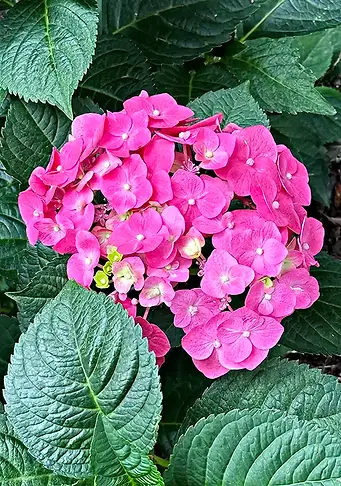 Top shrubs for part to full shade - endless summer hydrangea flower example.