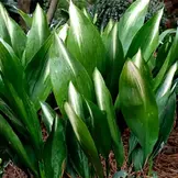Cast Iron - A durable evergreen perennial known for its broad, deep green leaves and upright, clumping growth.