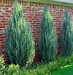 Eveergreen trees for year-around foliage.