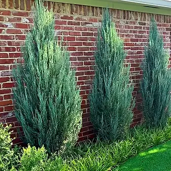 Eveergreen trees for year-around foliage.