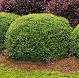 The Dwarf Yaupon Holly is an exceptional, bullet-proof evergreen shrub for North Texas. It thrives in the region's intense heat and adapts beautifully to both acidic and alkaline, well-drained soils.