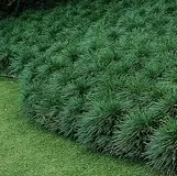 Mondo grass has narrow, linear leaves that grow upright. The leaves are usually no more than 1/8 to 1/4 inch wide and range from 6 to 12 inches in height.