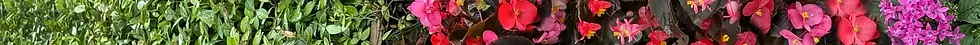 choose-the-right-plants-for-region.webp