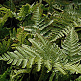 Ferns
Shade to partial sun, evergreen, does well in dryish soil, for lush foliage and interesting texture. 