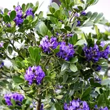 Texas Mountain Laurel Blooms: Early spring.

Details: A tough, native evergreen shrub or small tree that produces dense, grape-like clusters of intensely fragrant, violet-blue flowers. Requires well-drained soil.