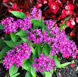 Pentas
Perennial (protect from freeze) or plant as annual, blooms all summer even in high heat, full sun (prefers) to partial shade.
