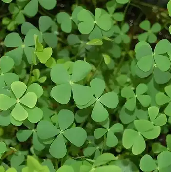 Crative ground cover options - clover fern ground cover example.