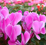 Cyclamen is a petite flowering plant that has sweet-scented blooms that grows quickly each fall.