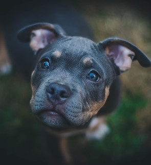 Dog Portrait