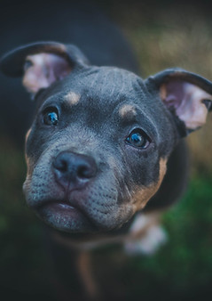 Dog Portrait