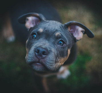 Dog Portrait