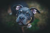 Dog Portrait
