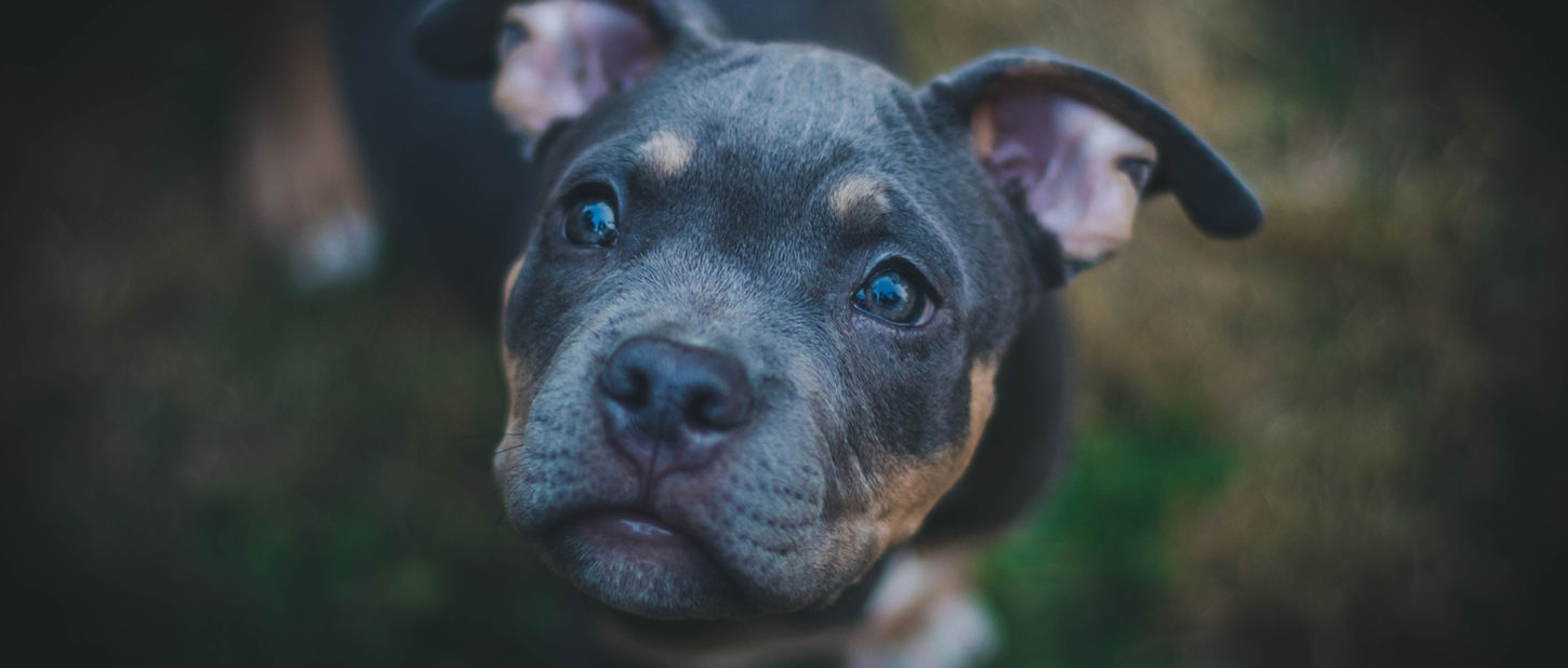 Dog Portrait