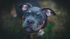 Saving dogs from euthanization