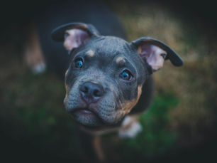 The Staffy: When a Great Love for Life Becomes Too Much