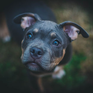 Banning XL Bullies, why the ban is a controversial topic