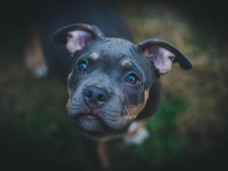 Dog Portrait
